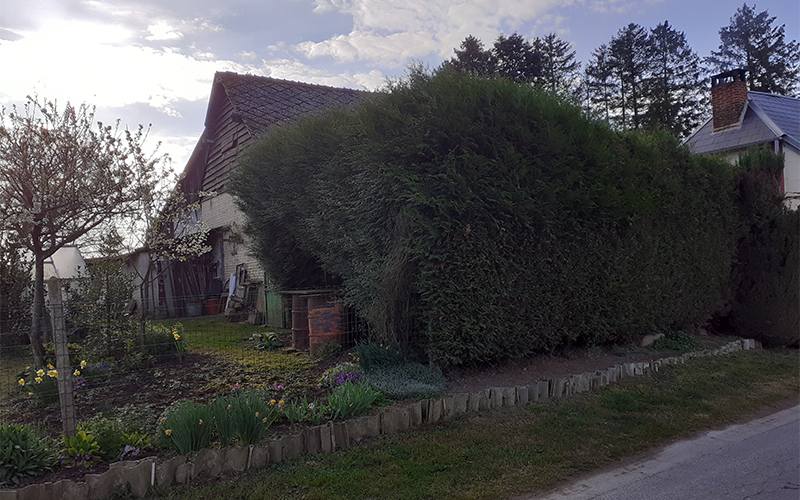 Élagueur grimpeur abattage d'arbres près de Guise