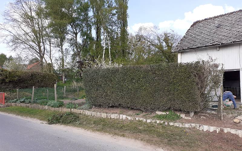 Élagueur grimpeur abattage d'arbres près de Guise