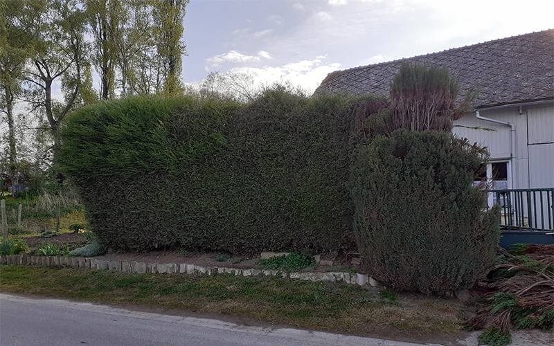 Élagueur grimpeur abattage d'arbres près de Guise