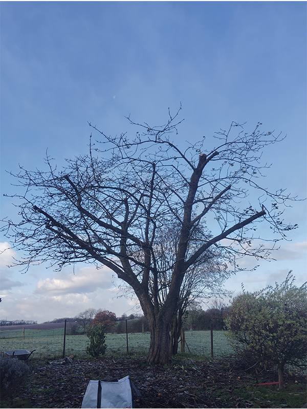 Élagueur grimpeur abattage d'arbres près de Guise