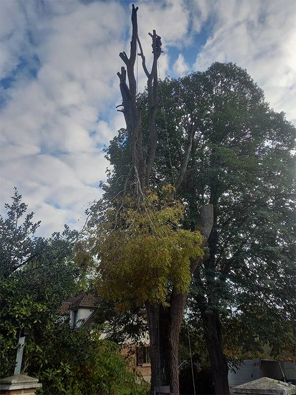 Élagueur grimpeur abattage d'arbres près de Guise