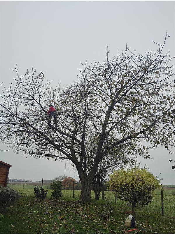 Élagueur grimpeur abattage d'arbres près de Guise