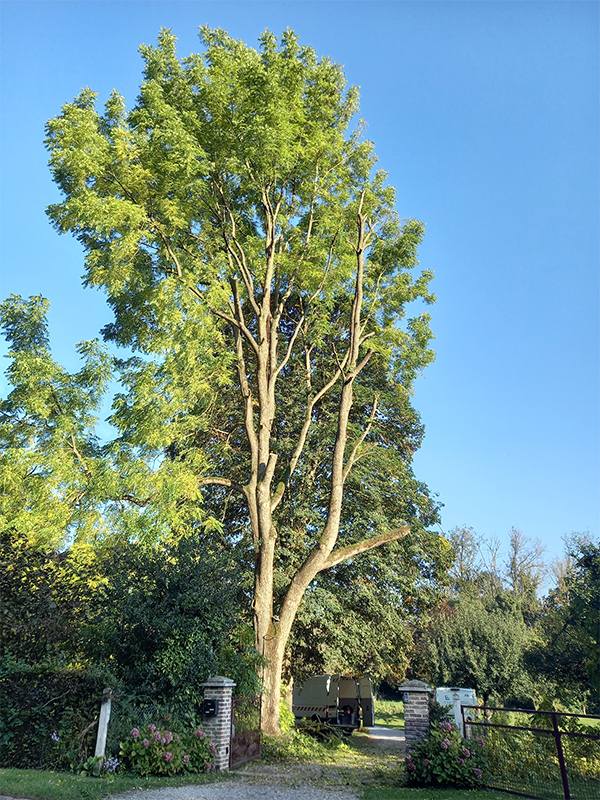 Élagueur grimpeur abattage d'arbres près de Guise