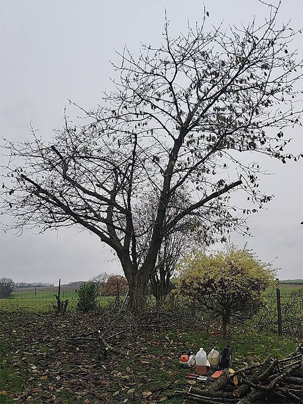 Élagueur grimpeur abattage d'arbres près de Guise