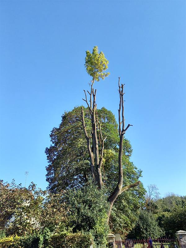 Élagueur grimpeur abattage d'arbres près de Guise